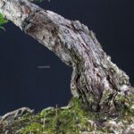 Pinus Thunbergii Kuromatsu - immagine 5