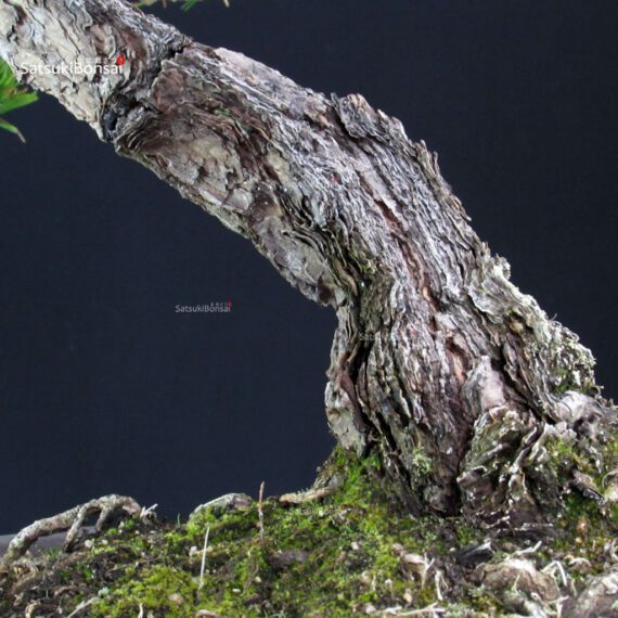 Pinus Thunbergii Kuromatsu - immagine 5