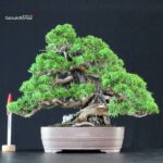 Juniperus Chinensis Itoigawa ISHIZUKI