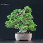Juniperus Chinensis Itoigawa ISHIZUKI - immagine 2