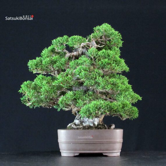 Juniperus Chinensis Itoigawa ISHIZUKI - immagine 2