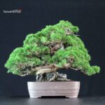 Juniperus Chinensis Itoigawa ISHIZUKI - immagine 3