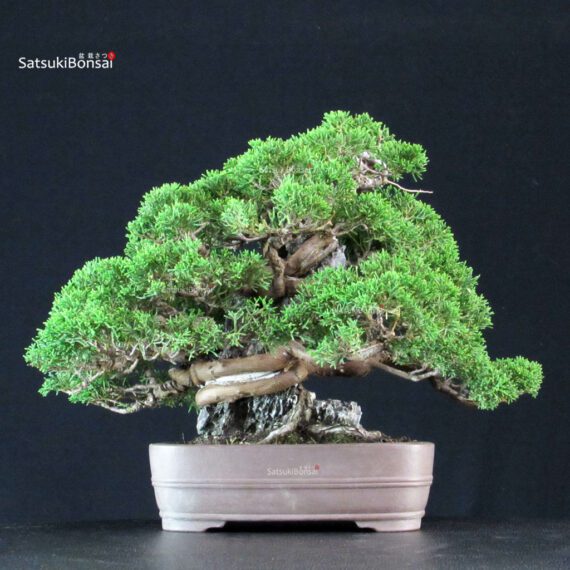 Juniperus Chinensis Itoigawa ISHIZUKI - immagine 3