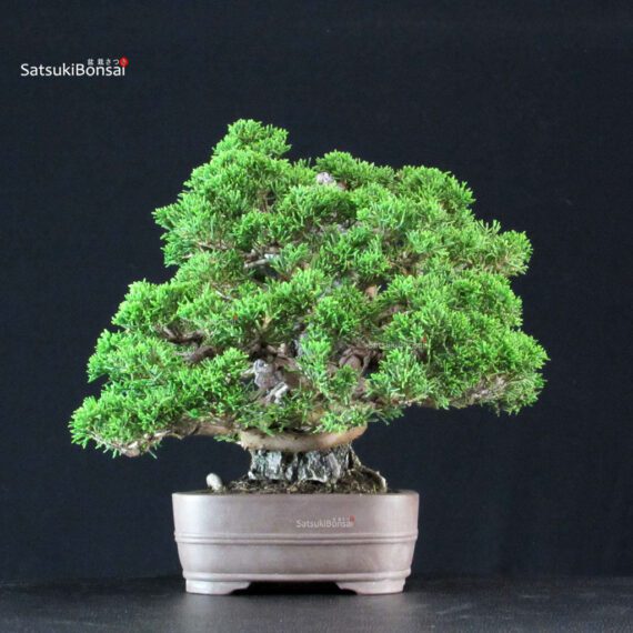 Juniperus Chinensis Itoigawa ISHIZUKI - immagine 4
