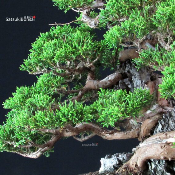 Juniperus Chinensis Itoigawa ISHIZUKI - immagine 5