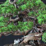Juniperus Chinensis Itoigawa ISHIZUKI - immagine 6