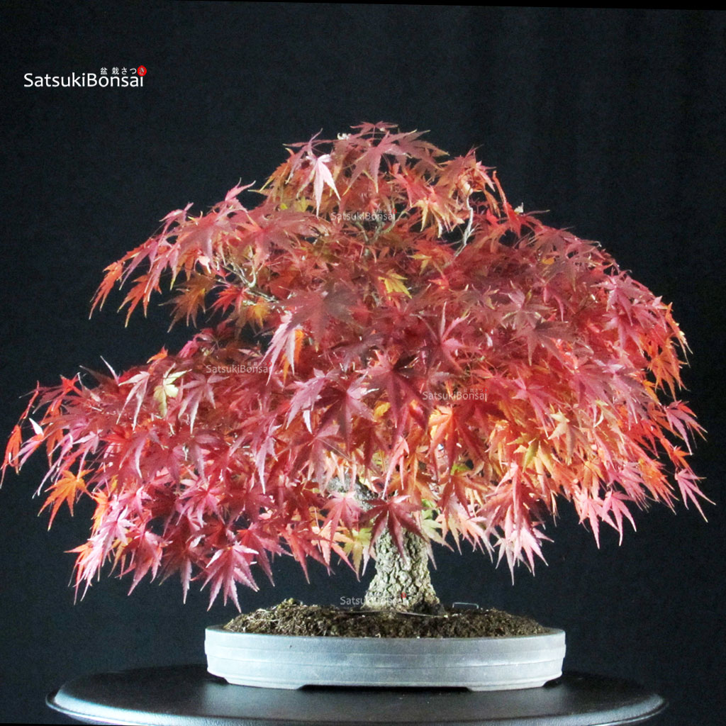 255741_5-Acer-palmatum-Arakawa Acero Palmato Arakawa - immagine 1