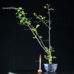 Ilex serrata MASCHIO