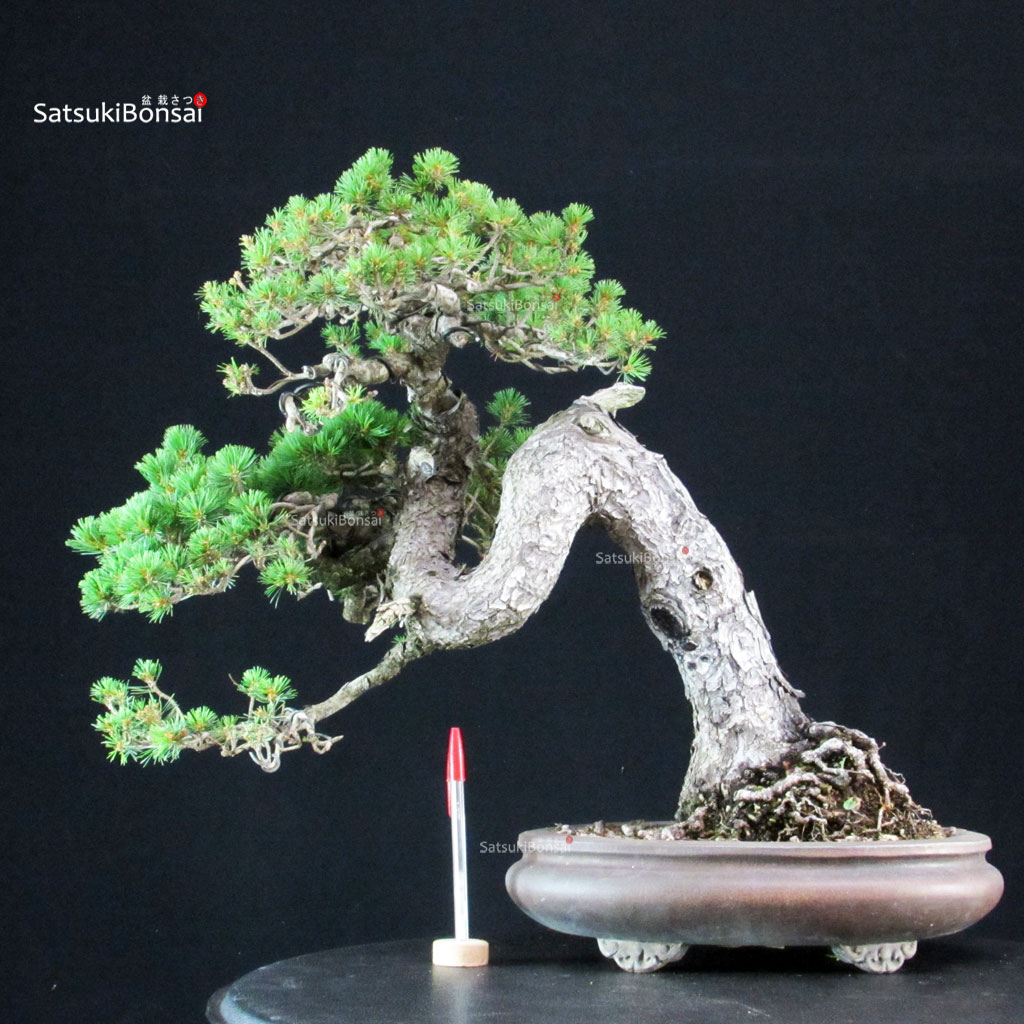 4994_1-Pinus-pentaphylla-zuisho Pinus Pentaphylla Zuisho - Goyomatsu - immagine 1
