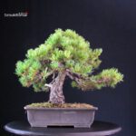 Pinus Pentaphylla - Goyomatsu - immagine 3