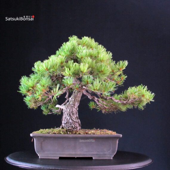 Pinus Pentaphylla - Goyomatsu - immagine 3