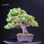 Pinus Pentaphylla - Goyomatsu - immagine 2