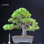 Pinus Pentaphylla - Goyomatsu