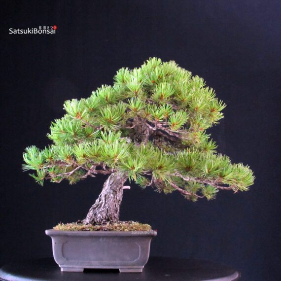 Pinus Pentaphylla - Goyomatsu - immagine 4