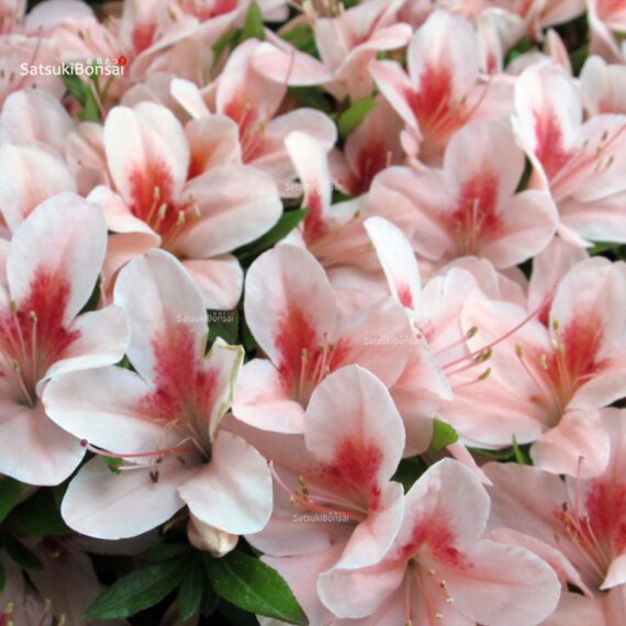 Azalea Satsuki NYOHOZAN - immagine 2