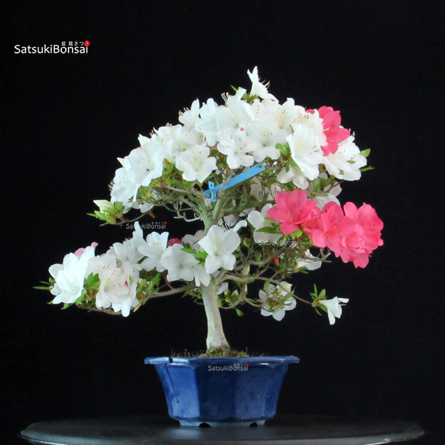 5447_5-Satsuki Azalea Satsuki Spp. - immagine 1