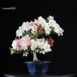 Azalea Satsuki Spp. - immagine 3