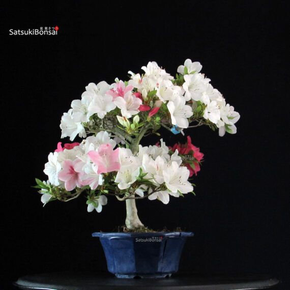 Azalea Satsuki Spp. - immagine 3
