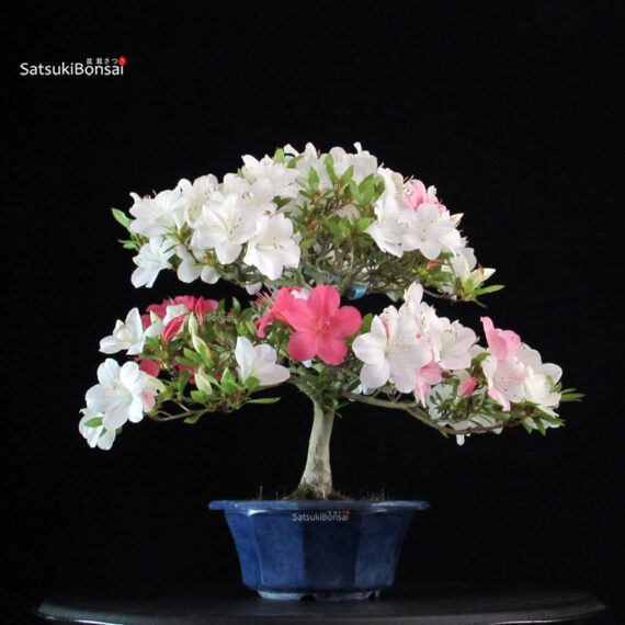Azalea Satsuki Spp. - immagine 4