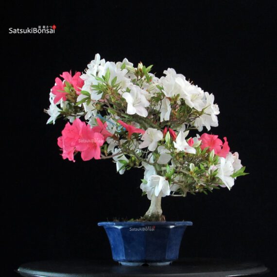 Azalea Satsuki Spp. - immagine 5