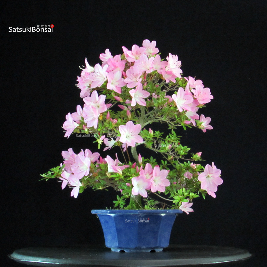 5454_5-Satsuki-NAsuno Azalea Satsuki NASUNO - immagine 1