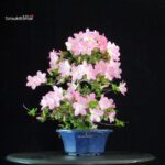 Azalea Satsuki NASUNO - immagine 3