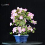 Azalea Satsuki NASUNO - immagine 5