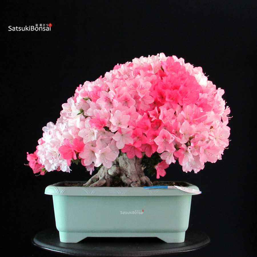 5466_10-Satsuki-Juko Azalea Satsuki JUKO - immagine 1