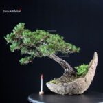 Pinus Thunbergii Kuromatsu
