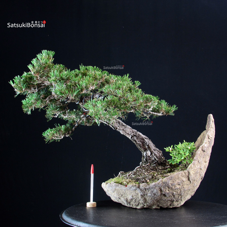 5672_1-Pinus-thunbergii-kuromatsu Pinus Thunbergii Kuromatsu - immagine 1