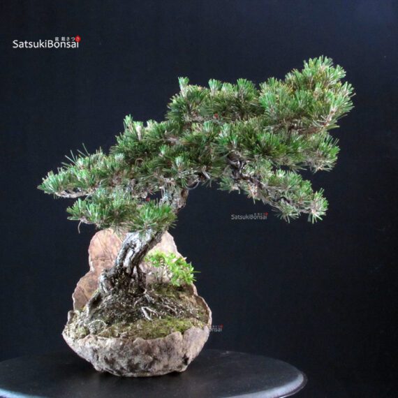 Pinus Thunbergii Kuromatsu - immagine 2