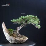 Pinus Thunbergii Kuromatsu - immagine 3