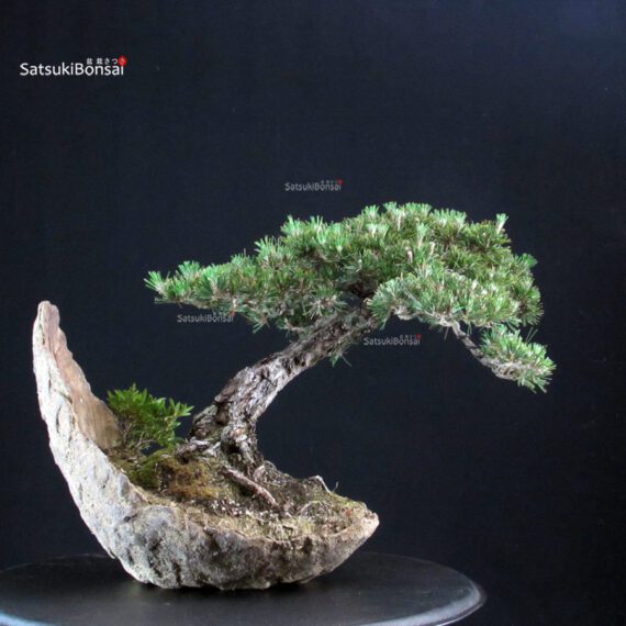 Pinus Thunbergii Kuromatsu - immagine 3