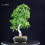 Acero Palmato Yamamomiji - immagine 2