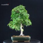 Acero Palmato Yamamomiji - immagine 3