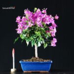Bougainvillea Glabra - immagine 6
