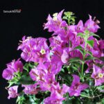 Bougainvillea Glabra - immagine 2