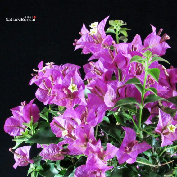 Bougainvillea Glabra - immagine 2