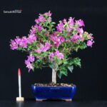 Bougainvillea Glabra - immagine 7
