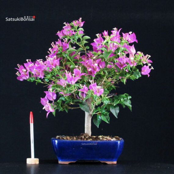 Bougainvillea Glabra - immagine 7