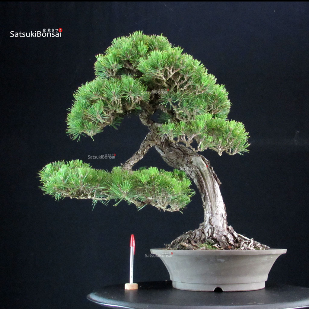 CV-25033_1--Pinus-thunbergii Pinus Thunbergii Kuromatsu - immagine 1