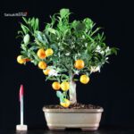 Stock 30 pcs. Citrus Mitis - Calamondino - immagine 2