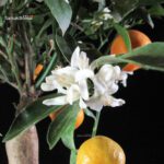 Stock 30 pcs. Citrus Mitis - Calamondino - immagine 4
