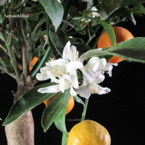 Stock 30 pcs. Citrus Mitis - Calamondino - immagine 4