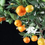 Stock 30 pcs. Citrus Mitis - Calamondino - immagine 3