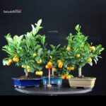 Stock 30 pcs. Citrus Mitis - Calamondino