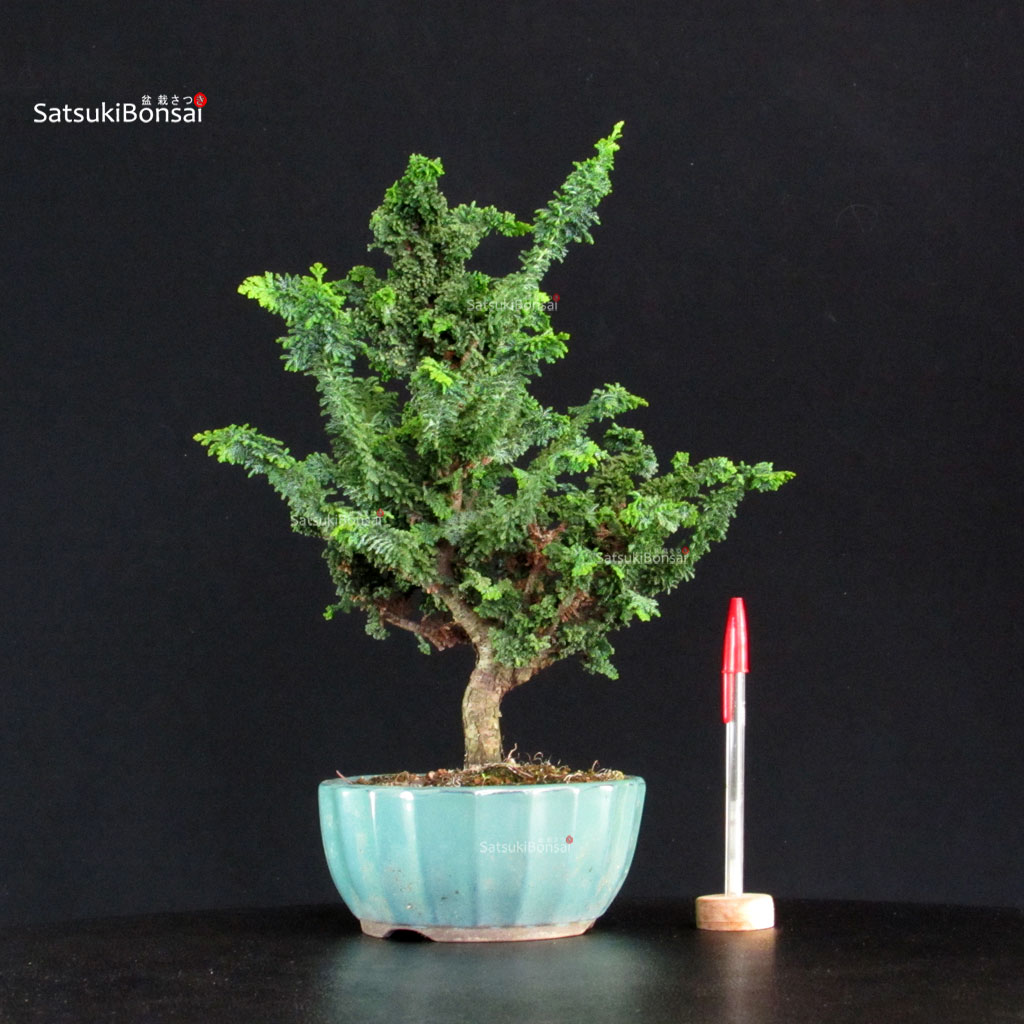 255141_1-Chamaecyparis-obtusa-sekka-hinoki Chamaecyparis Obtusa - Sekka Hinoki - immagine 1