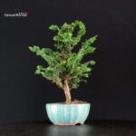 Chamaecyparis Obtusa - Sekka Hinoki - immagine 2