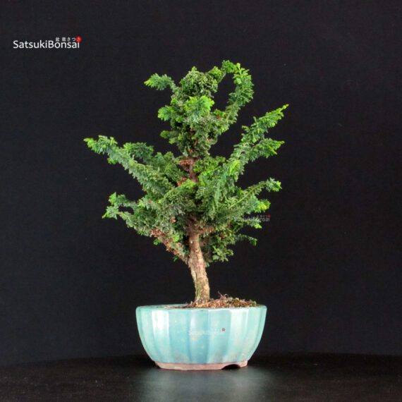 Chamaecyparis Obtusa - Sekka Hinoki - immagine 2