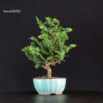 Chamaecyparis Obtusa - Sekka Hinoki - immagine 3